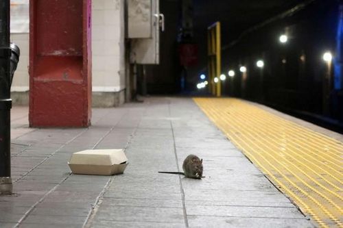 Khốn khổ nhiều năm với 'kẻ thù' hôi hám, bằng cách nào New York đã quét sạch chúng?