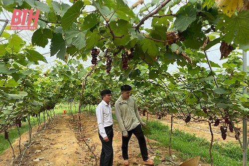 Khi người trẻ về làm nông nghiệp