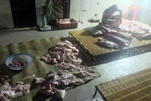 Kiểm tra, xử phạt cơ sở giết mổ heo không phép tại huyện Thống Nhất