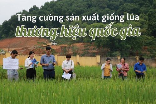 Tăng cường sản xuất giống lúa thương hiệu quốc gia