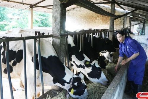 Thu nhập cao từ nuôi bò sữa