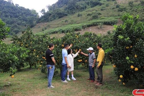 Sản xuất nông sản sạch, an toàn