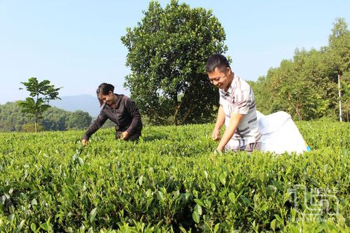 Phúc Tân khởi sắc