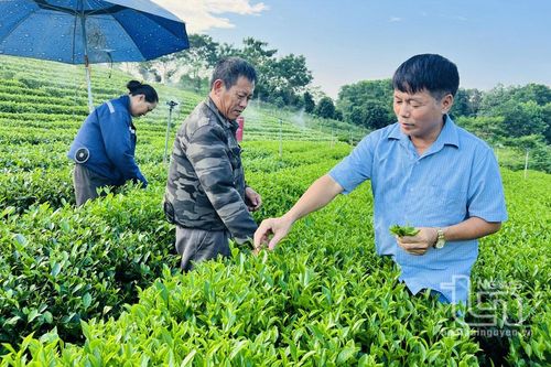 Liên kết sản xuất gắn với tiêu thụ chè hữu cơ