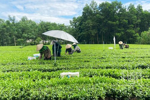 Thái Nguyên: Thêm 5 làng nghề chè được công nhận