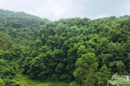 Thanh Hóa: Ban hành kế hoạch triển khai thỏa thuận chi trả giảm phát thải khí nhà kính