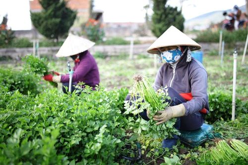 Lâm Đồng: Tăng trưởng theo hướng phát triển xanh, hài hòa và bền vững