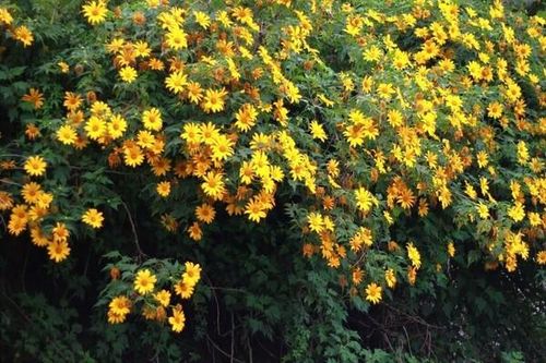 Tháng 11 rồi rủ nhau đi ngắm hoa dã quỳ từ Bắc vào Nam ngay thôi!