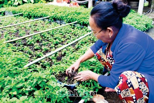 Phủ xanh vườn tạp