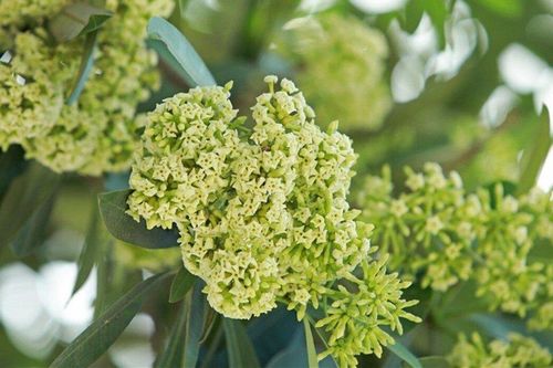 Có nên trồng hoa sữa trước nhà?