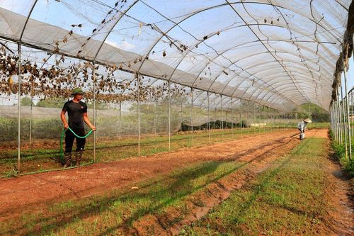Nông dân Thủ đô tăng tốc sản xuất vụ đông