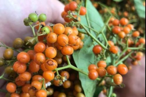Tác dụng chữa bệnh của quả xạ đen