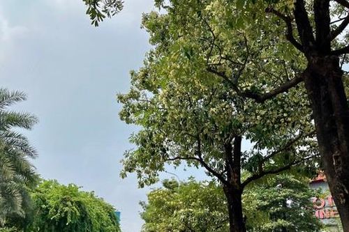 Nở rộ 'trend' cắm hoa sữa tại nhà