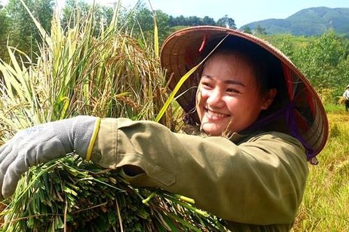 Mùa gặt – Mùa đoàn kết ở thung lũng Đại Dực
