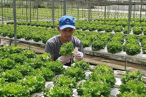 Chuyển giao tiến bộ khoa học nông nghiệp cho nông dân