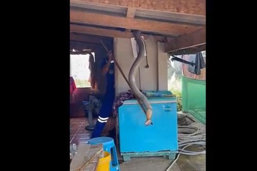 Phát hiện 'quái thú' lủng lẳng trên mái nhà, gia chủ suýt ngất