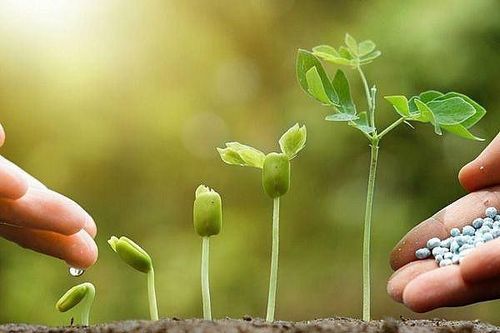 Giá phân bón hôm nay 2/11: DAP Trung Quốc giảm