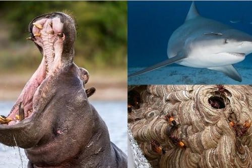 6 loài động vật hiếu chiến nhất thế giới: Việt Nam sở hữu loài nguy hiểm thứ hai, vô cùng đáng sợ