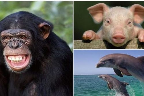Bất ngờ 7 loài động vật thông minh nhất thế giới: Cá heo đứng thứ 2, ngỡ ngàng vị trí của lợn