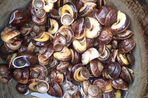 'Lộc trời' thường xuất hiện khi trời tối, dân rọi đèn đi bắt về bán 100.000 đồng/kg, thành đặc sản lạ ở thành phố