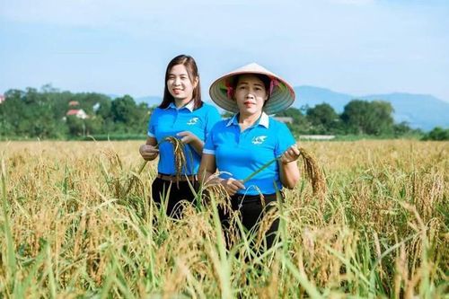 Xây dựng mô hình phụ nữ khởi nghiệp từ giống lúa nếp khoái đen