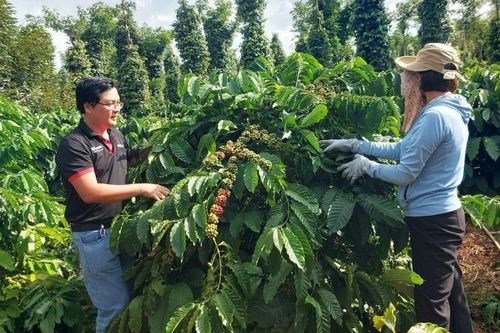 Tăng chất cho cà phê để giữ giá xuất khẩu