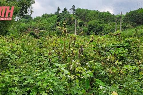 Trăn trở phát triển cây gai xanh