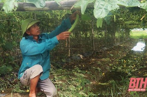 Tăng giá trị trong sản xuất vụ đông