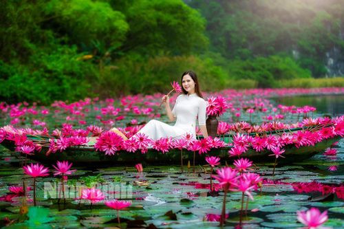 Về Thung Nắng mùa hoa súng tím