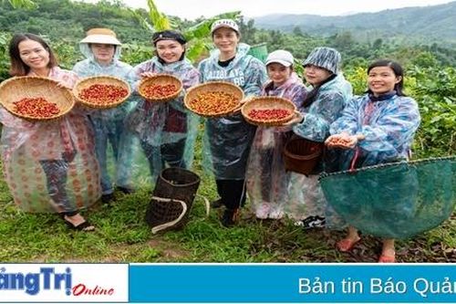 Khai trương 'Khe Sanh coffee tour'