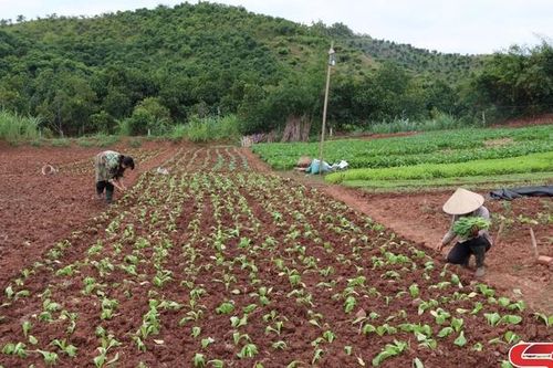 Trồng cây vụ đông theo hướng thâm canh