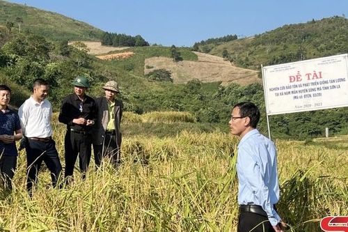 Hội thảo nghiên cứu bảo tồn và phát triển giống lúa nếp tan lương