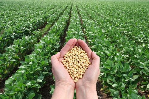 Brazil: Thuốc trừ sâu khi trồng đậu nành có thể làm tăng tỷ lệ trẻ tử vong vì ung thư