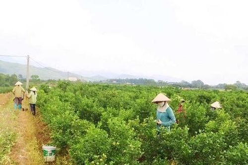 Sức sống mới trong xây dựng NTM kiểu mẫu 'phố trong làng'