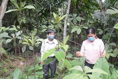 Phát triển vùng dược liệu theo hướng tập trung, gắn với tiêu thụ