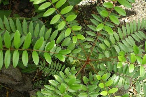Mật nhân có tác dụng gì?
