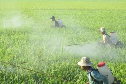 Thuốc bảo vệ thực vật sinh học: Cần hành lang pháp lý và động lực để bứt phá