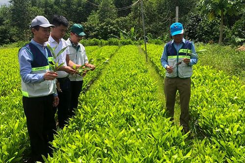 Tiềm năng kinh doanh tín chỉ carbon rừng