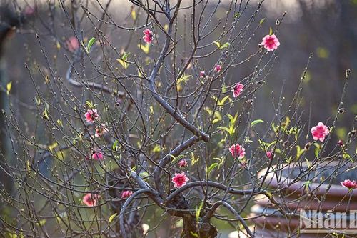 Chốt phương án nghỉ Tết Âm lịch 7 ngày, nghỉ lễ Quốc khánh 4 ngày