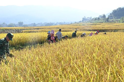 Đồng Văn mùa lúa chín