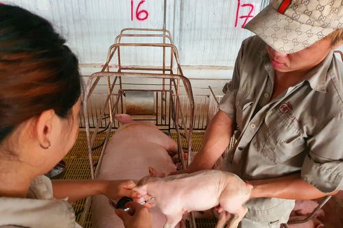 Nguy cơ cao dịch bệnh trên đàn gia súc, gia cầm do lơ là tiêm vaccine