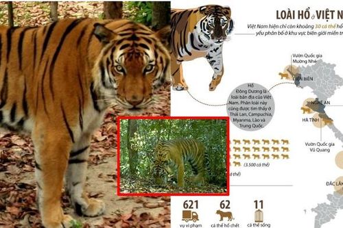 Việt Nam sở hữu loài hổ quý hiếm bậc nhất thế giới: 7 năm trước chỉ còn 5 cá thể, bị nghi đã tuyệt chủng