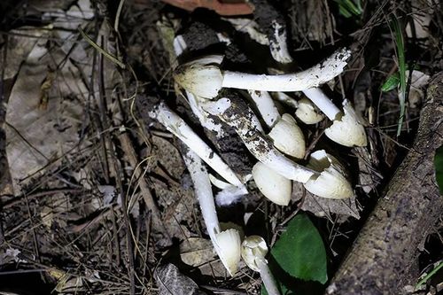 'Lộc trời' mọc tua tủa khi trời mưa, đêm khuya đi hái về bán 800.000 đồng/kg, dân thành phố thích mê