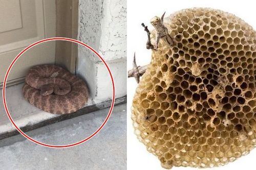 5 loại động vật này đột nhiên vào nhà, chớ nên đánh đuổi mà mang họa!