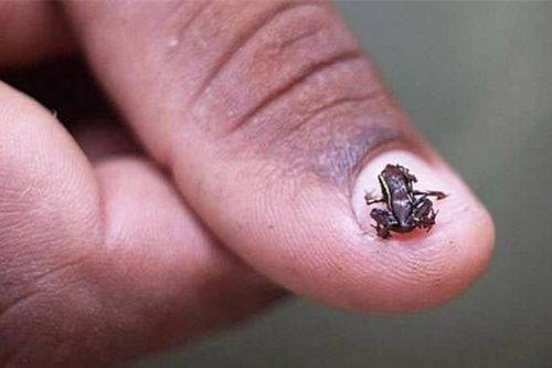 Động vật có xương sống nhỏ nhất thế giới, có kích thước chỉ 7,7mm, có thể bật cao gấp 30 lần chiều dài cơ thế