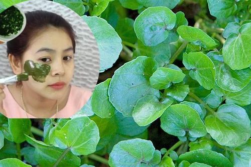 Rau cải xoong trị nám da hiệu quả