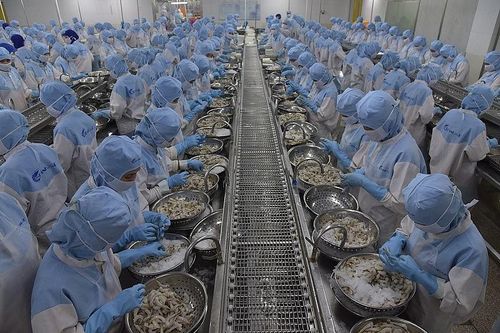 Xuất khẩu tôm sang Trung Quốc và Hồng Kông (Trung Quốc) bật tăng trở lại trong quý III/2023