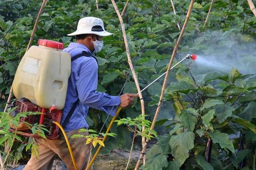 Thúc đẩy phát triển và sử dụng thuốc bảo vệ thực vật sinh học trong trồng trọt