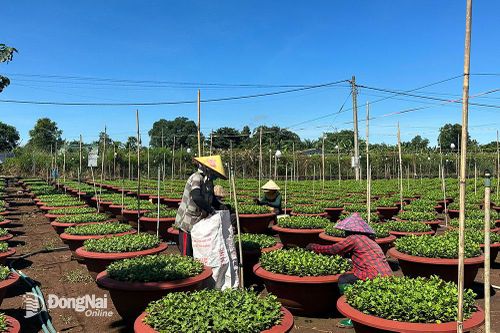 Thấp thỏm với vụ hoa Tết 2024