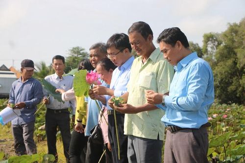 Nông dân đánh giá cao giải pháp khắc phục bệnh thối ngó trên cây sen